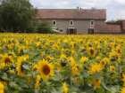 aaa